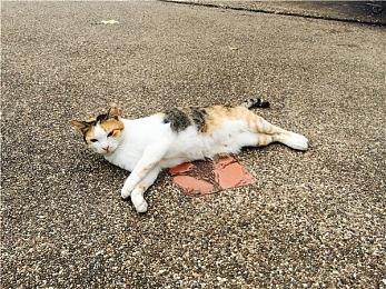 港服PS+会员12月会免公布：《质量效应：传奇版》等